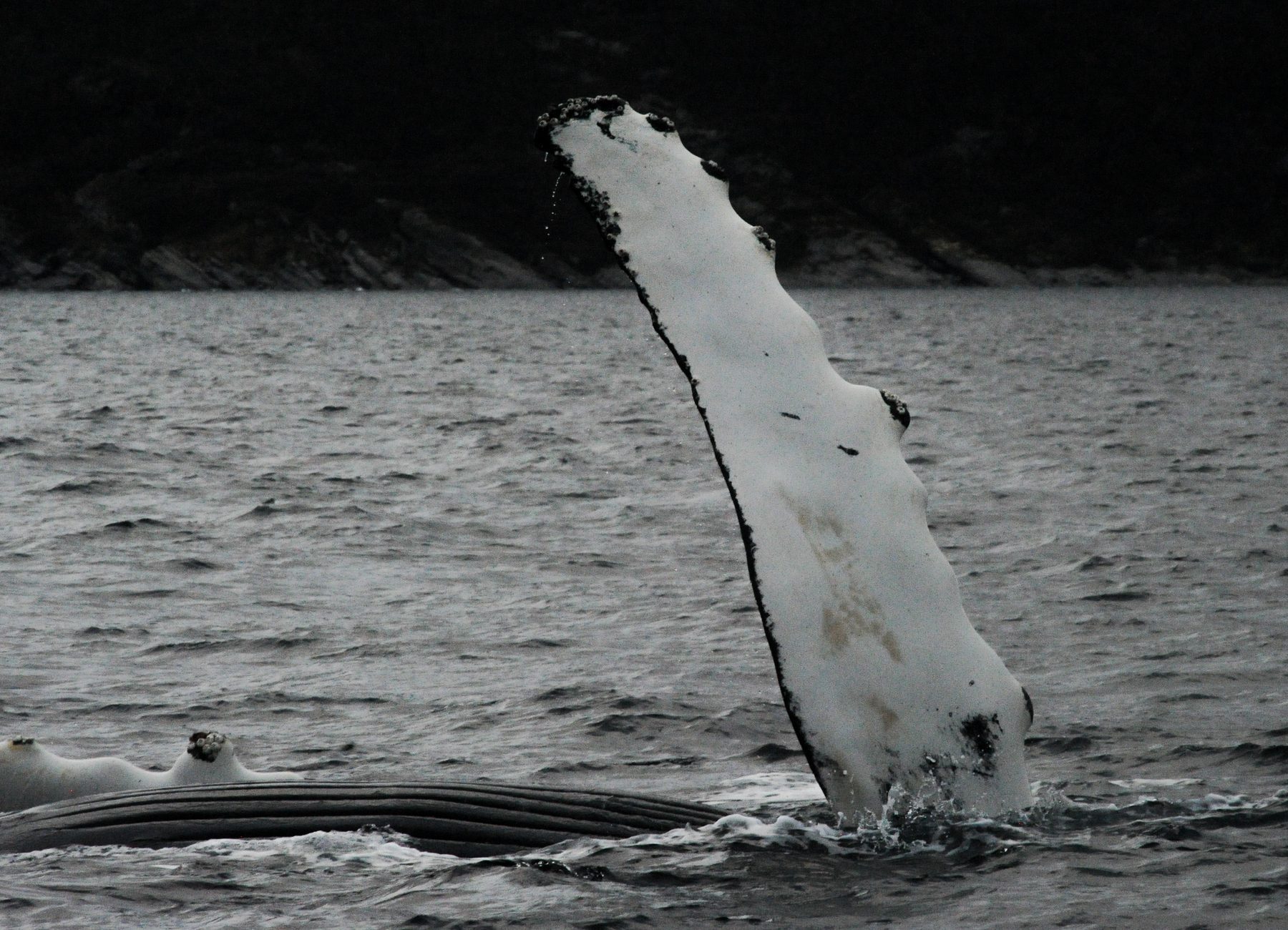 Humpback whale fluke and belly