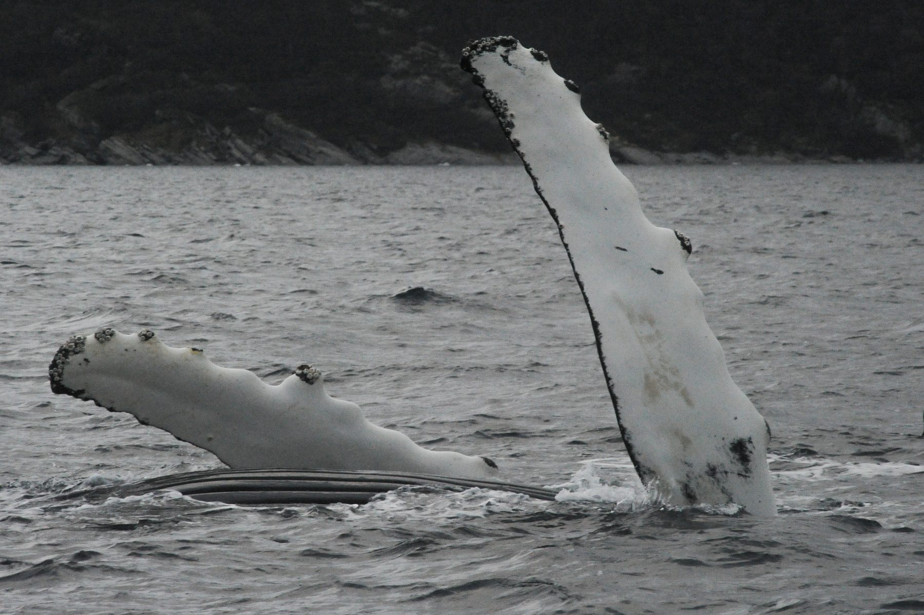 Humpback whale flukes