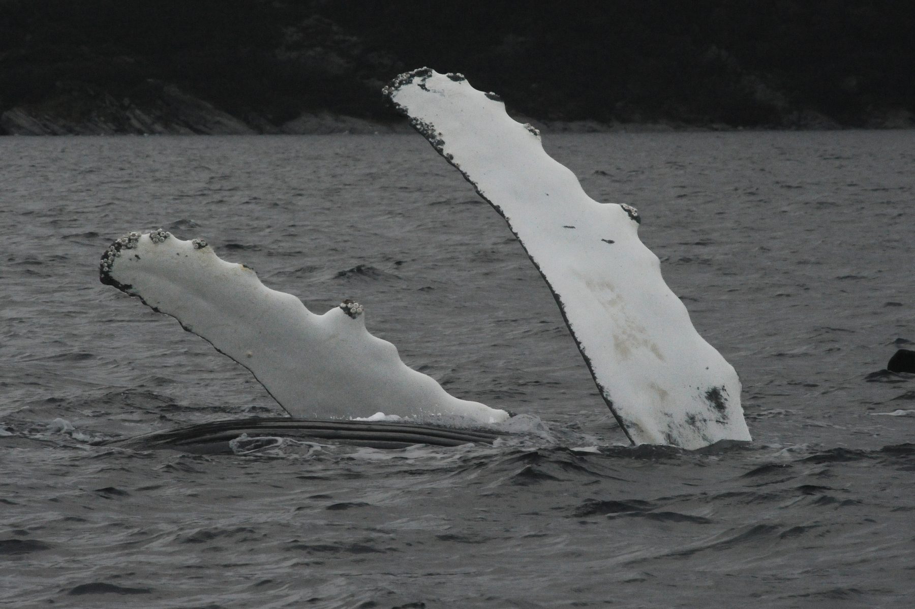 Humpback whale flukes