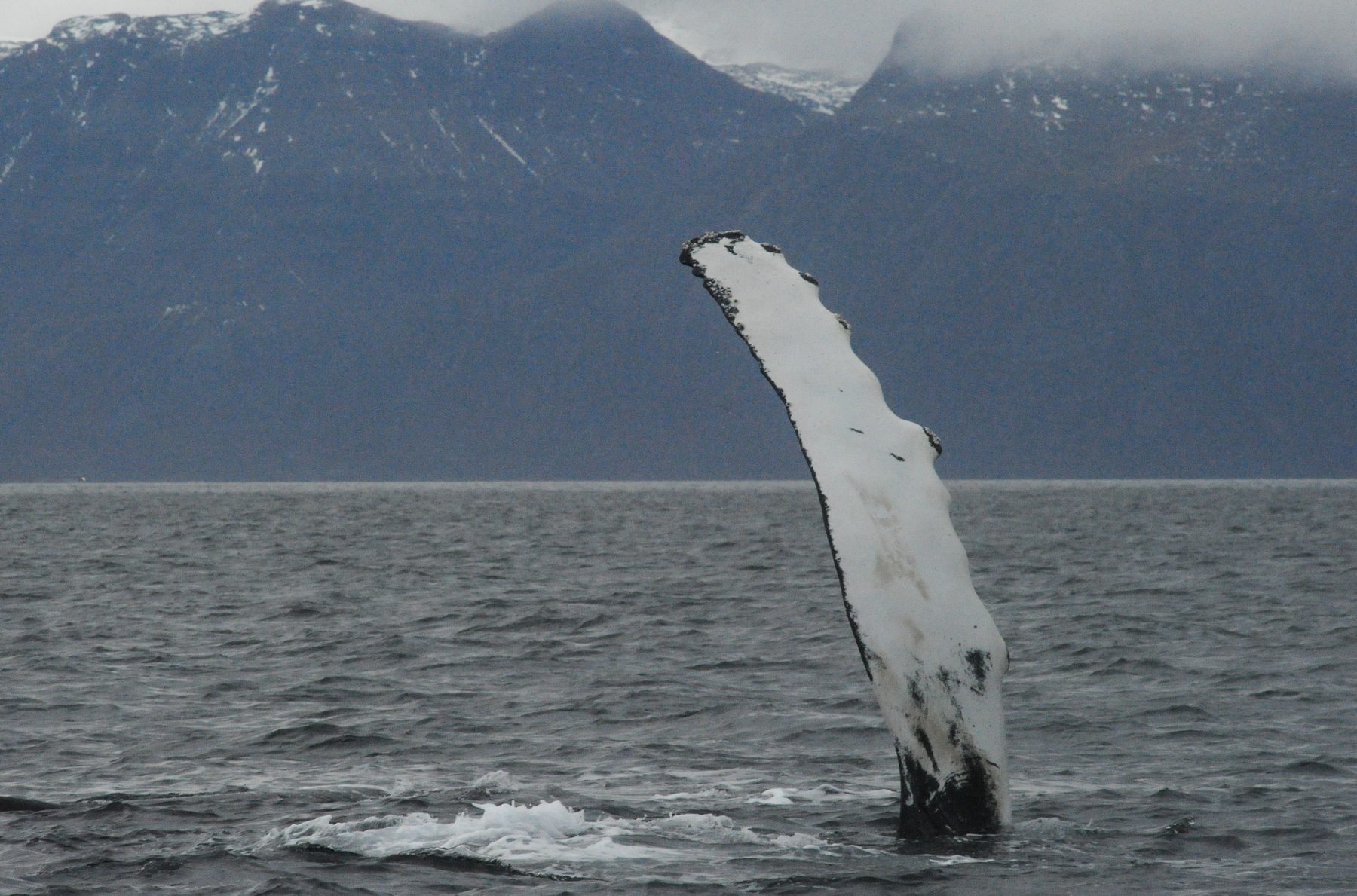 Humpback whale fluke