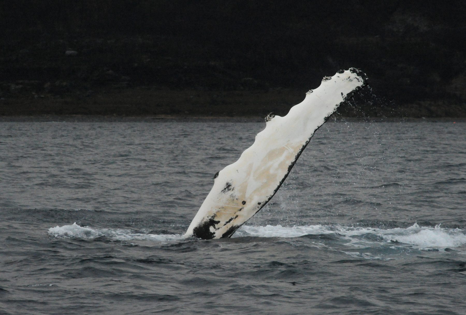 Humpback whale fluke