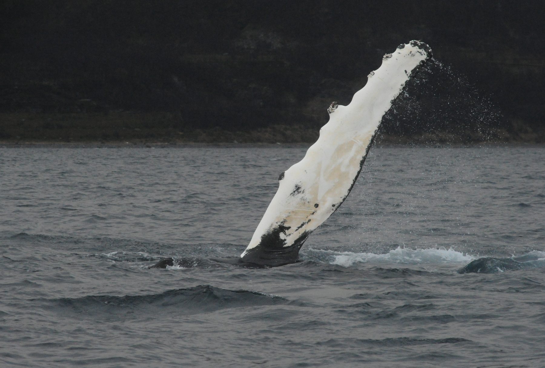 Humpback whale fluke