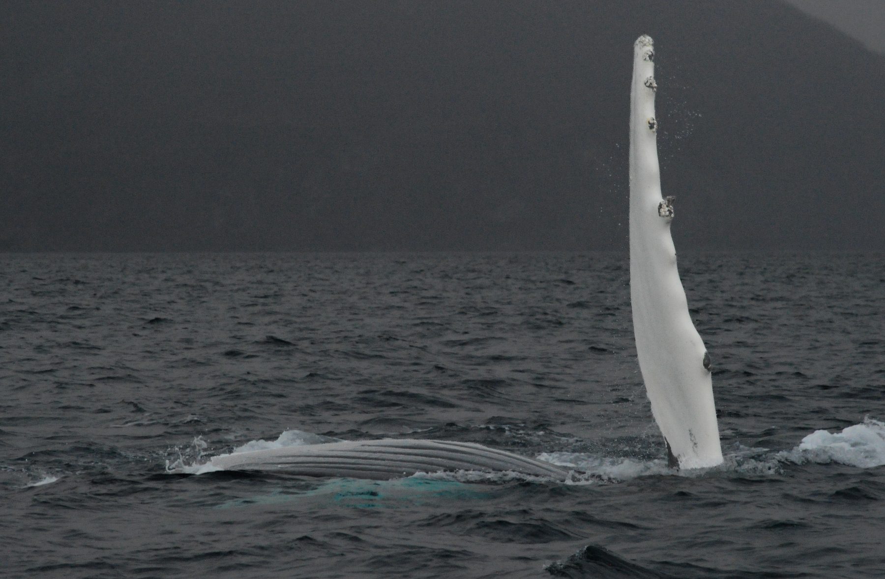 Humpback whale fluke and belly