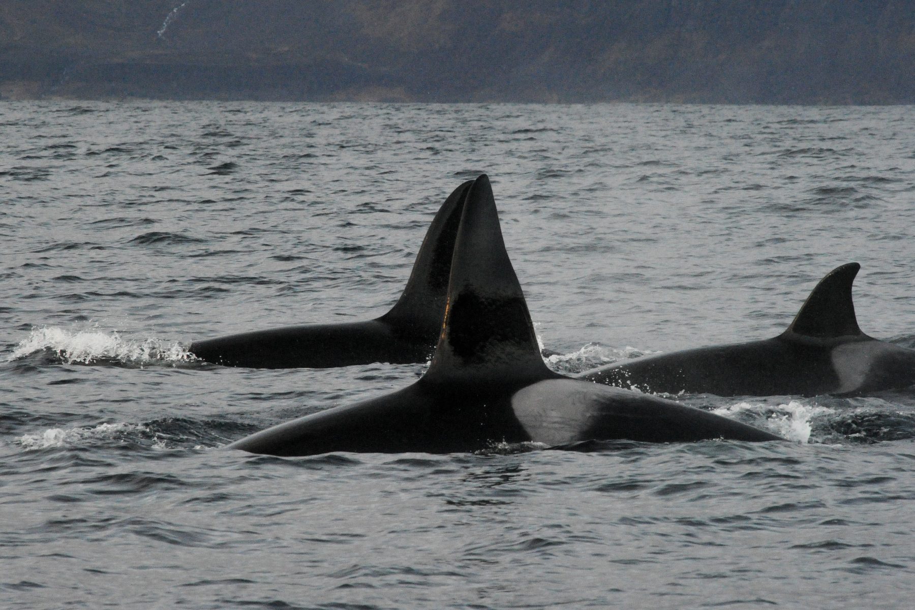 Killer whales