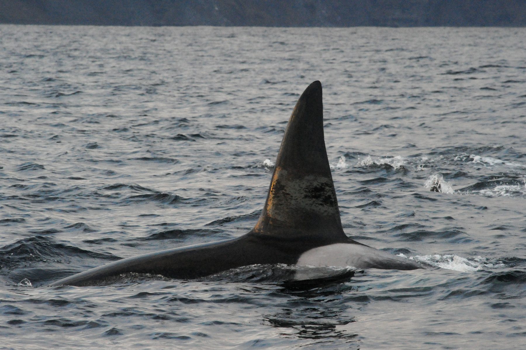 Killer whale male