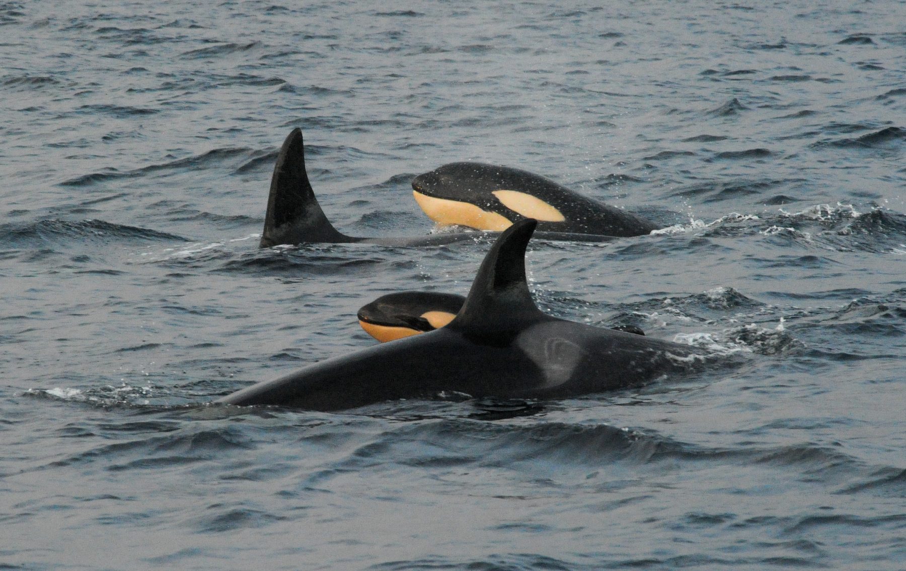 Killer whale mother and calf