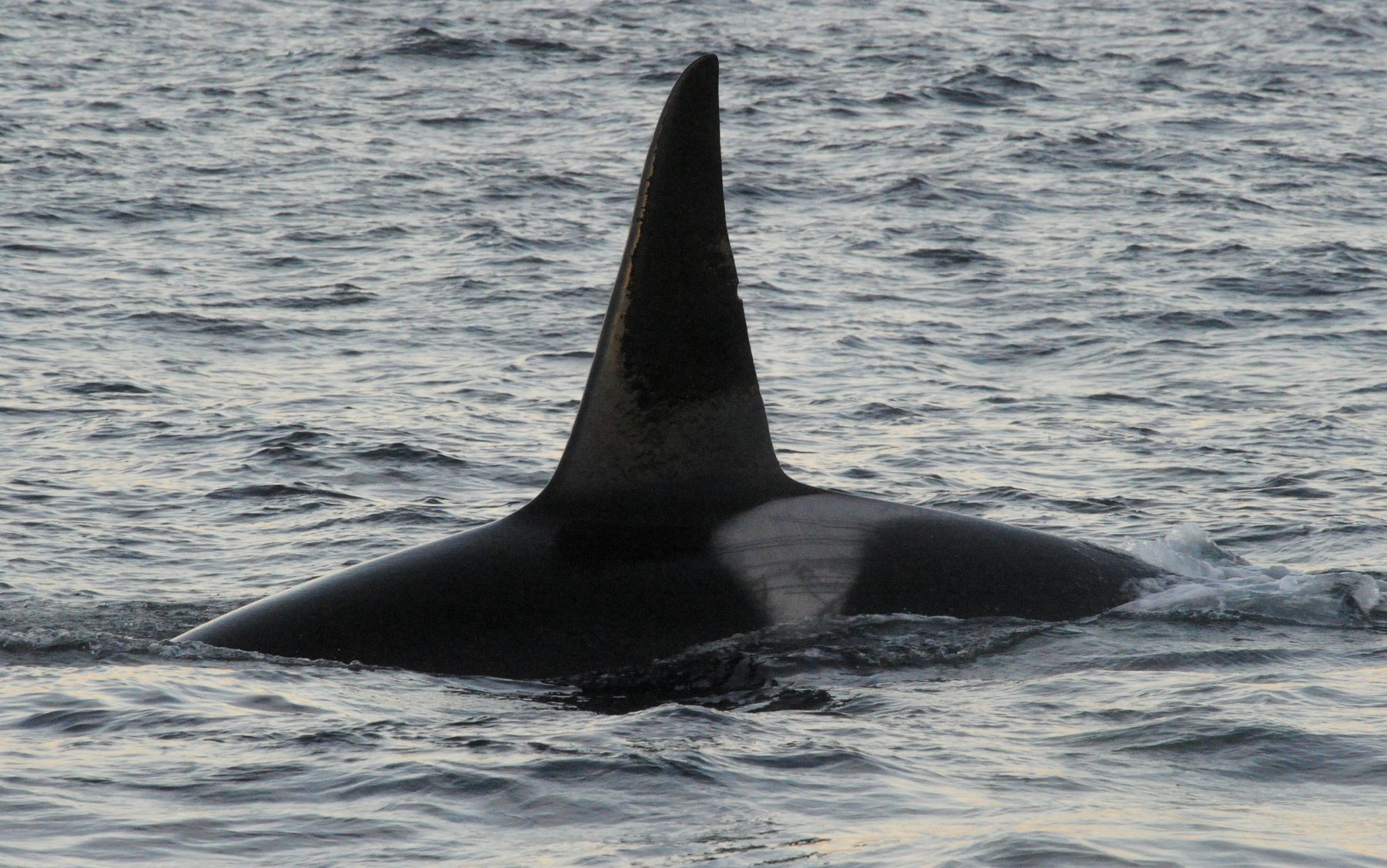 Killer whale male