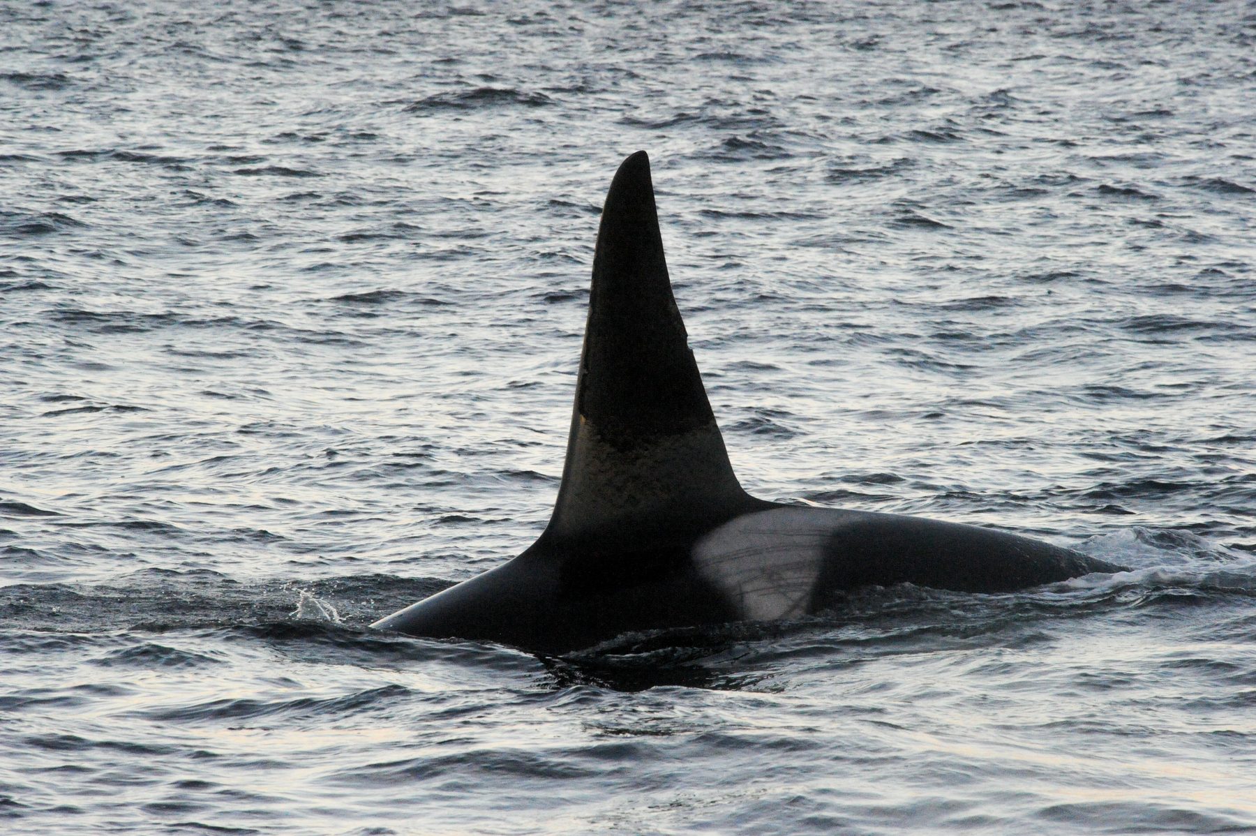 Killer whale male