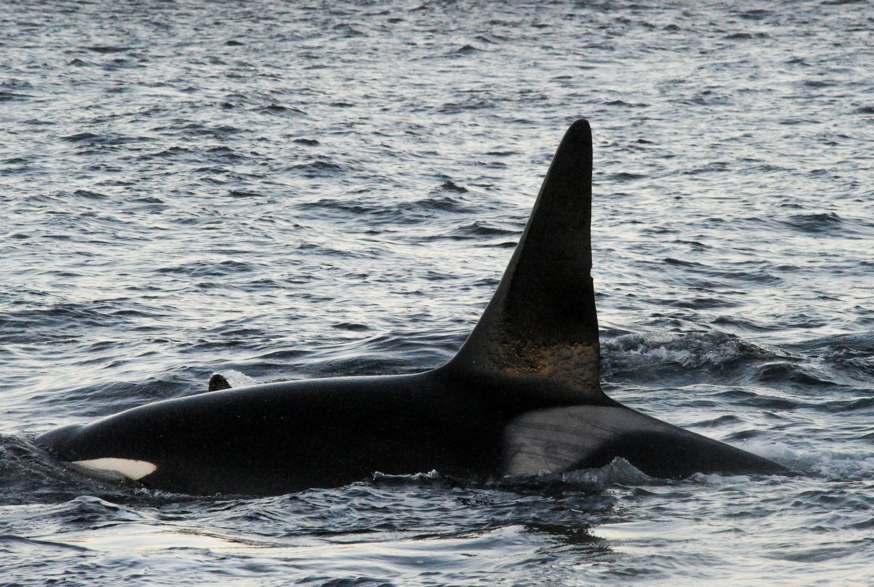 Killer whale male