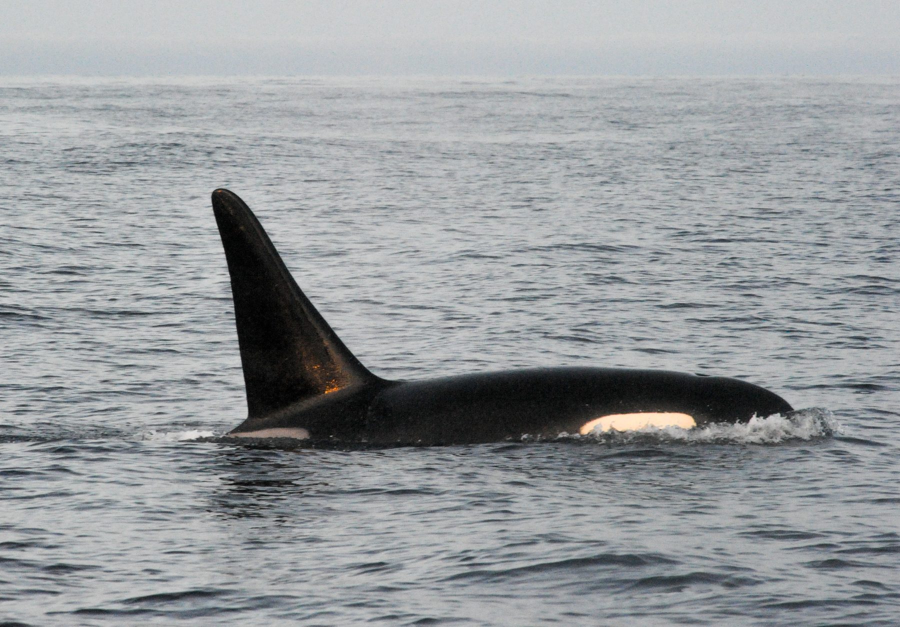 Killer whale male