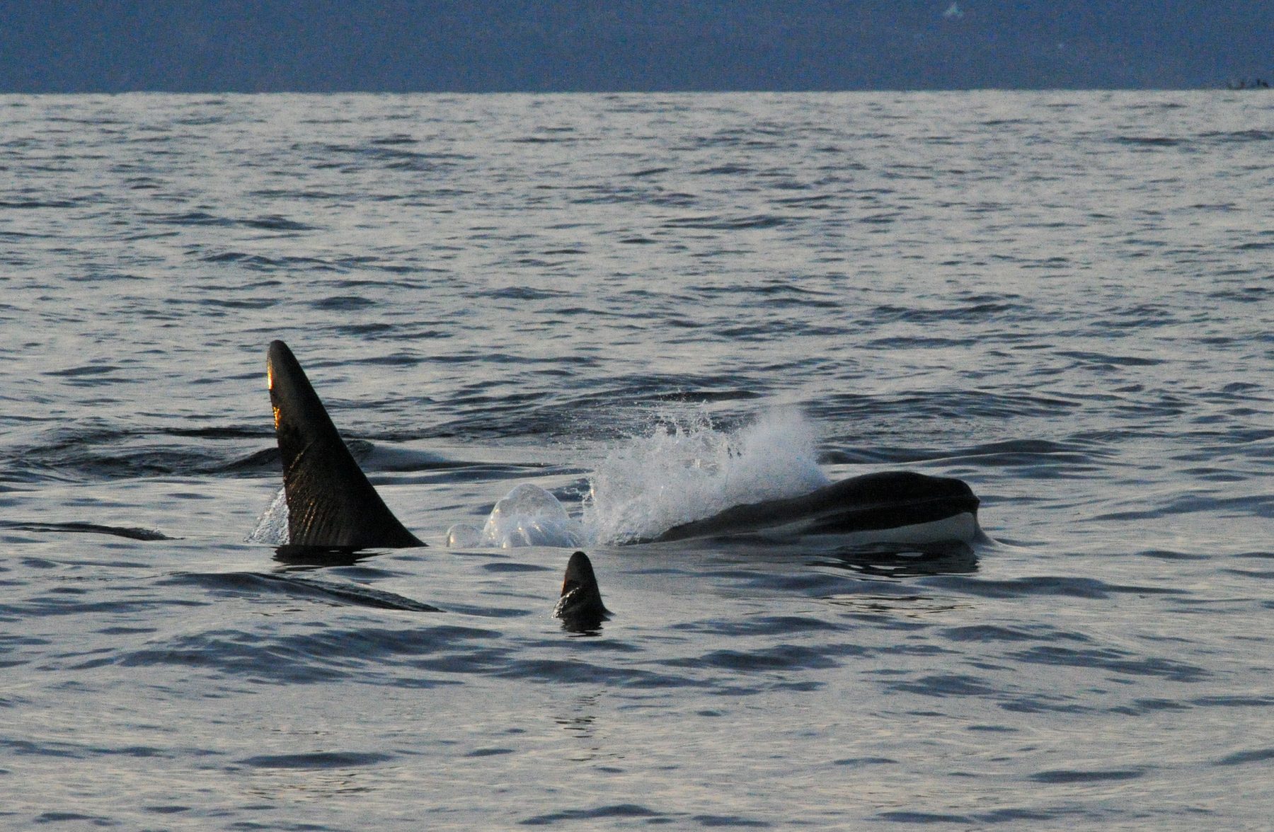 Two killer whale males surfacing