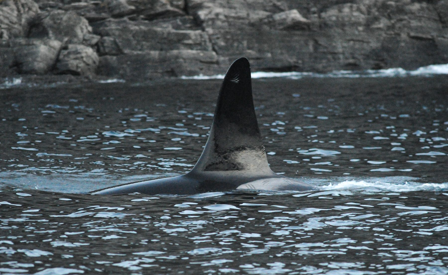 Killer whale male