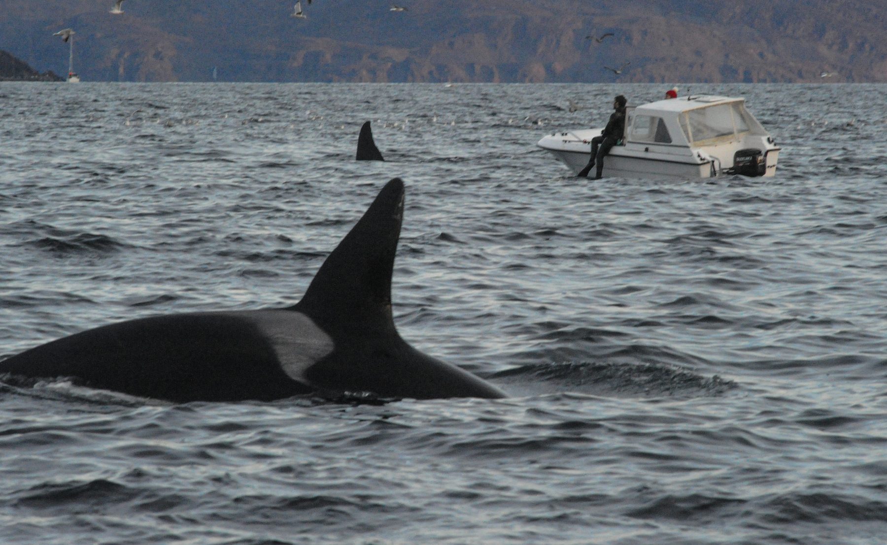 Killer whale tourism