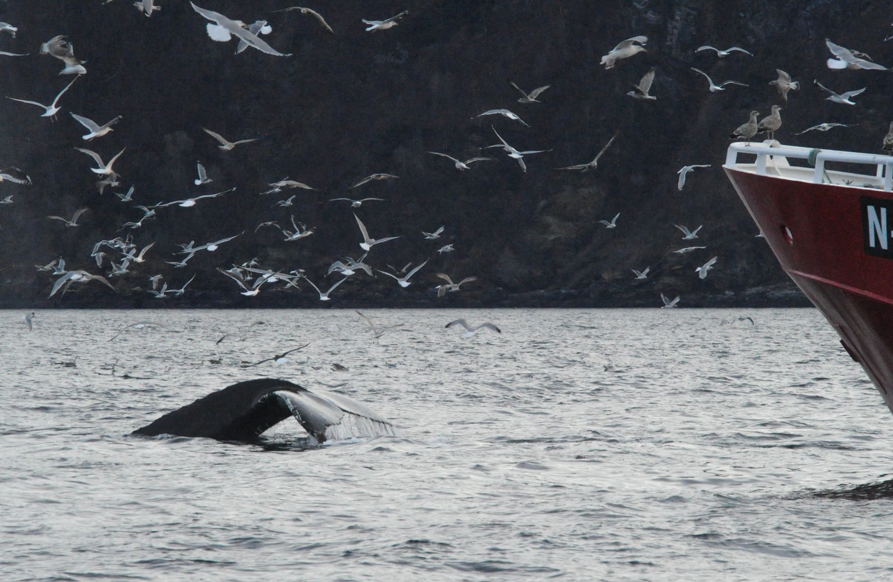 Humpback whale shallow dive
