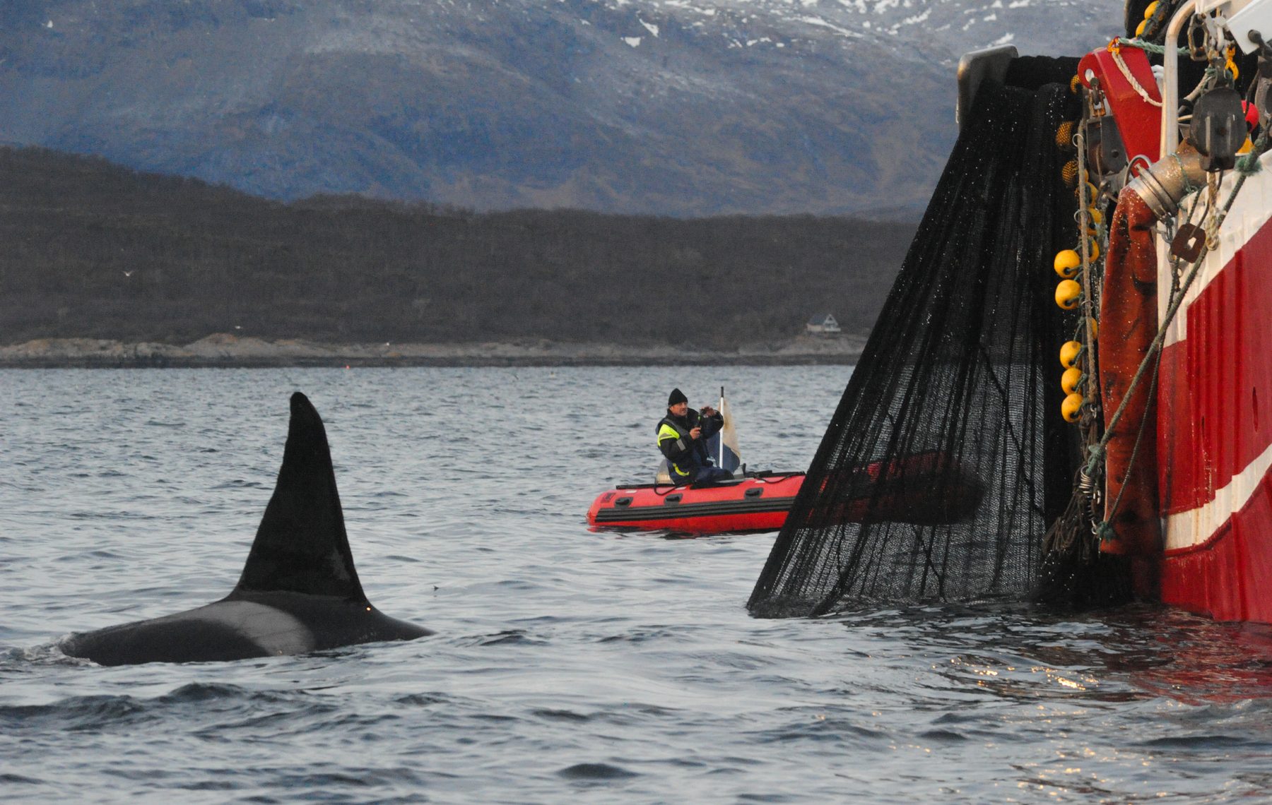 Killer whale male approaching fishing net