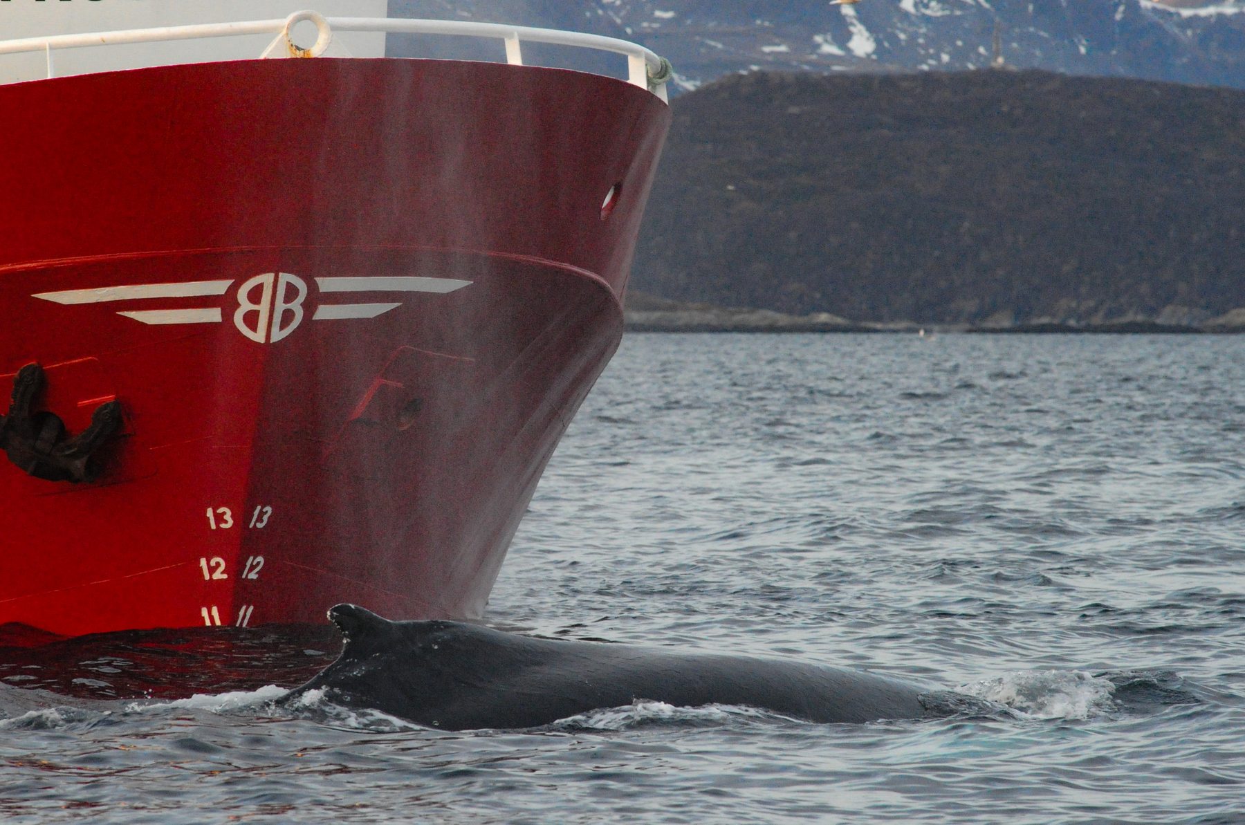 Humpback whale at the bow
