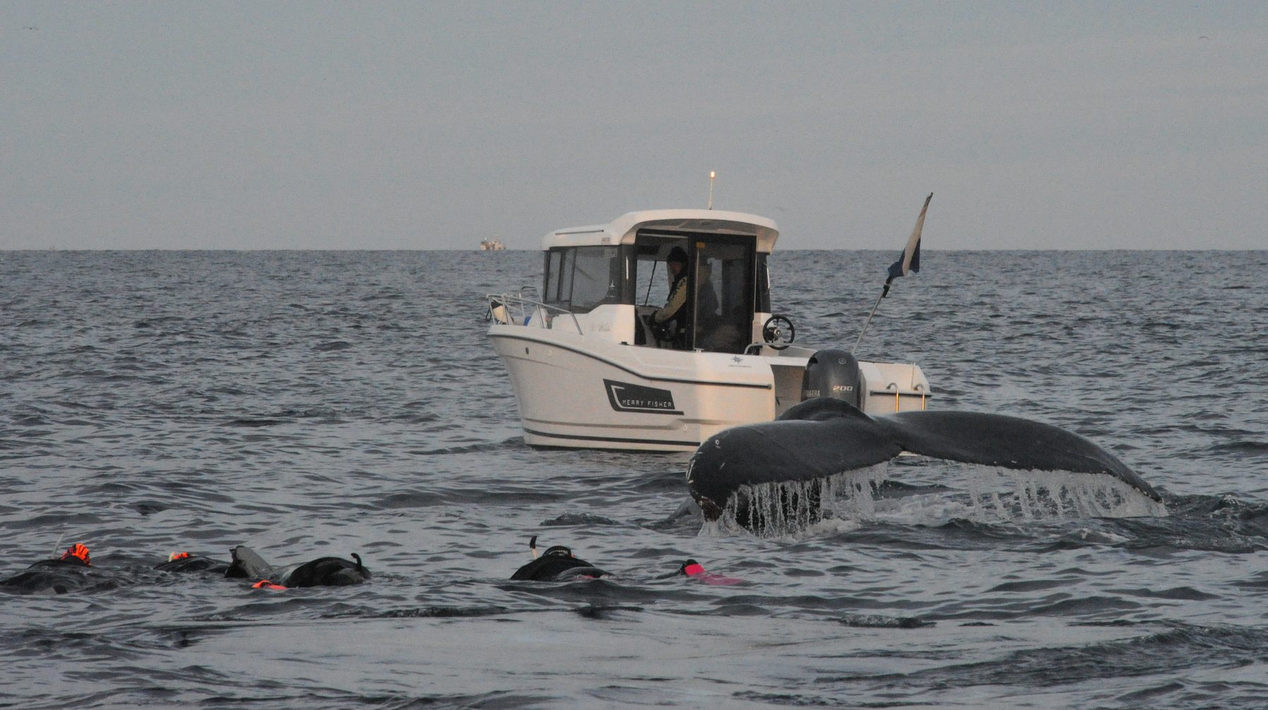 Divers and a diving humpback whale
