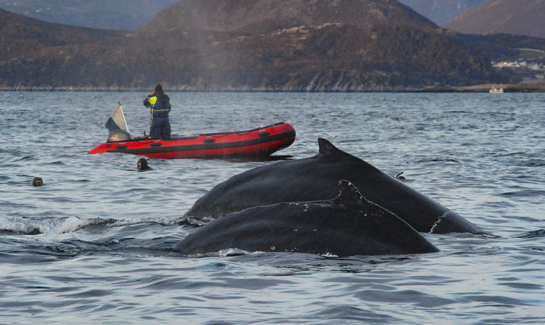 Humpback whales and divers ine the water