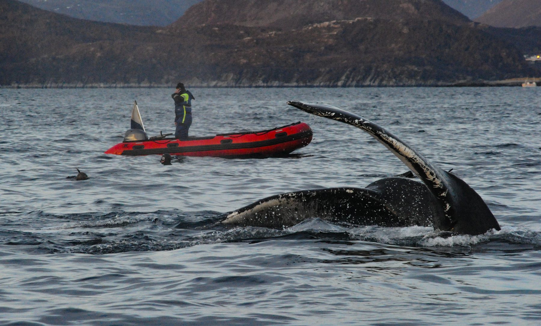Humpback whales and divers ine the water