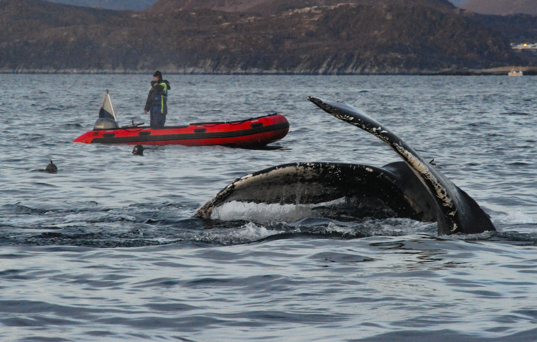 Humpback whales and divers ine the water