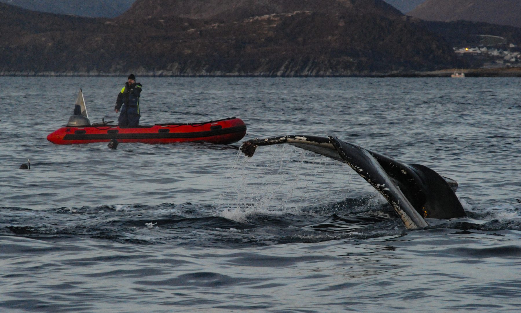 Humpback whales and divers ine the water