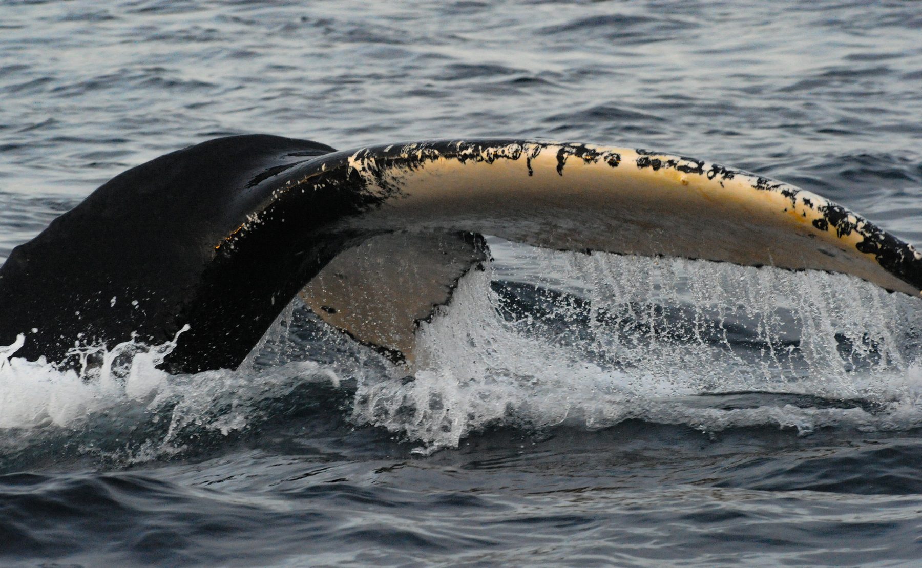 Humpback whale fluke