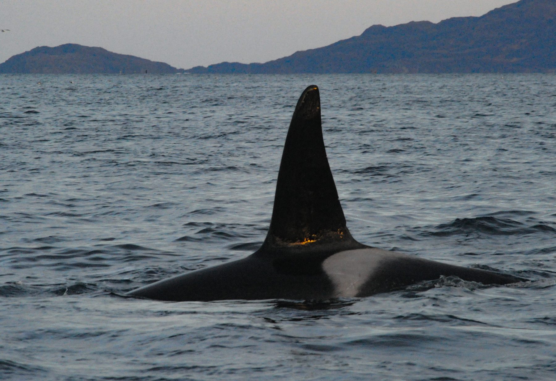 Killer whale male