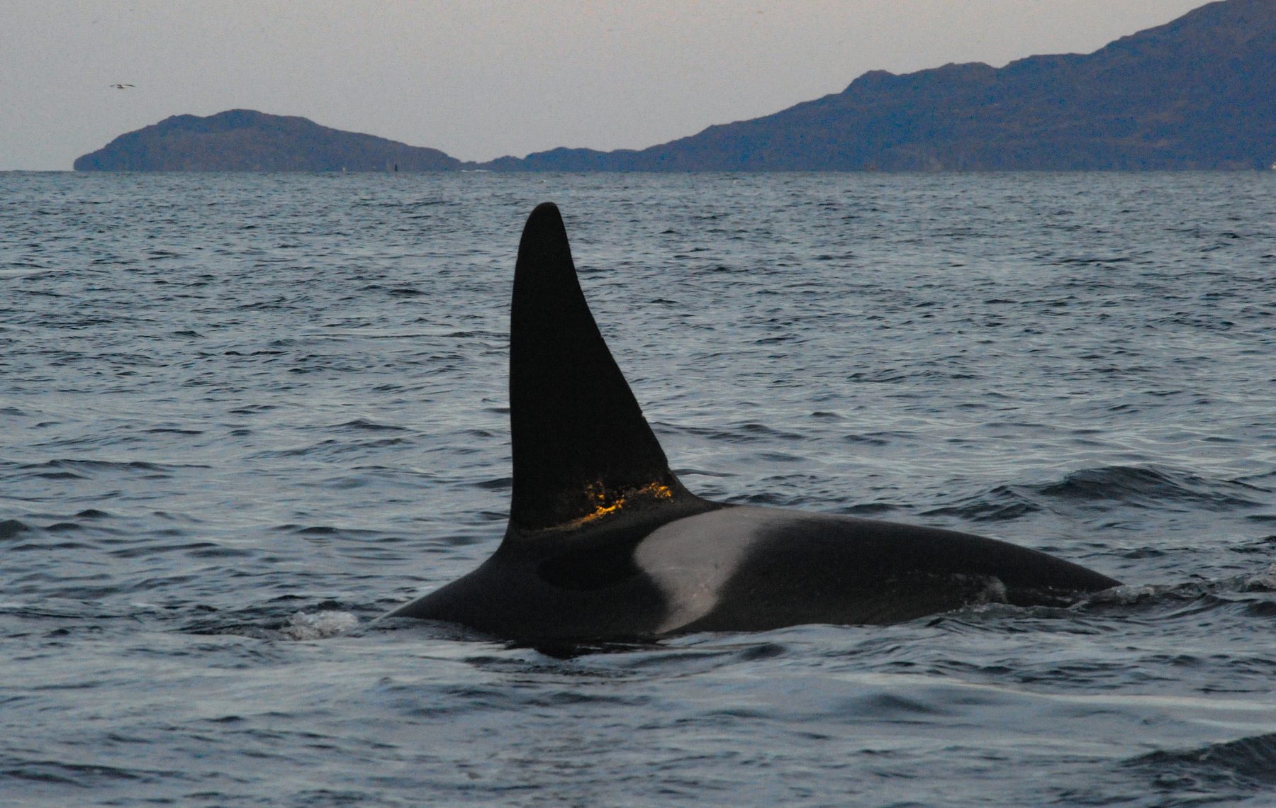 Killer whale male