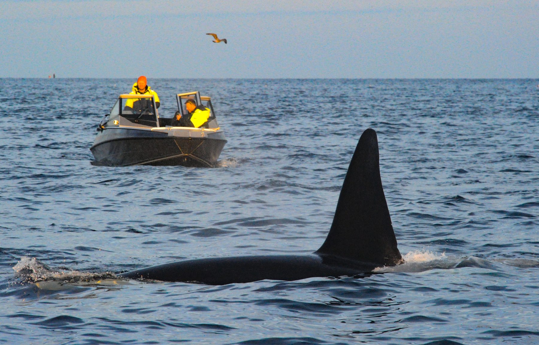 Killer whale male and whale watchers