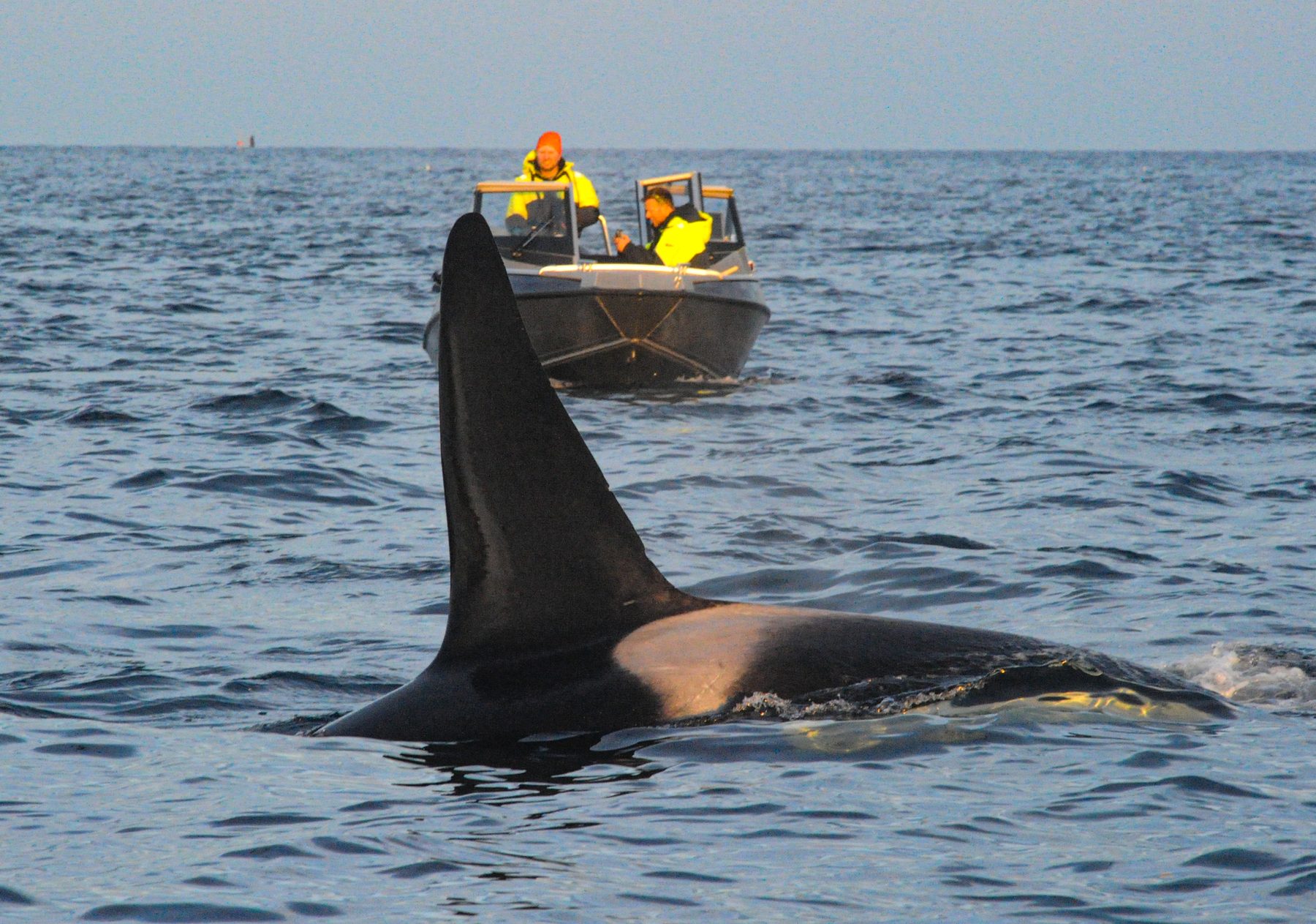Killer whale and whale watchers