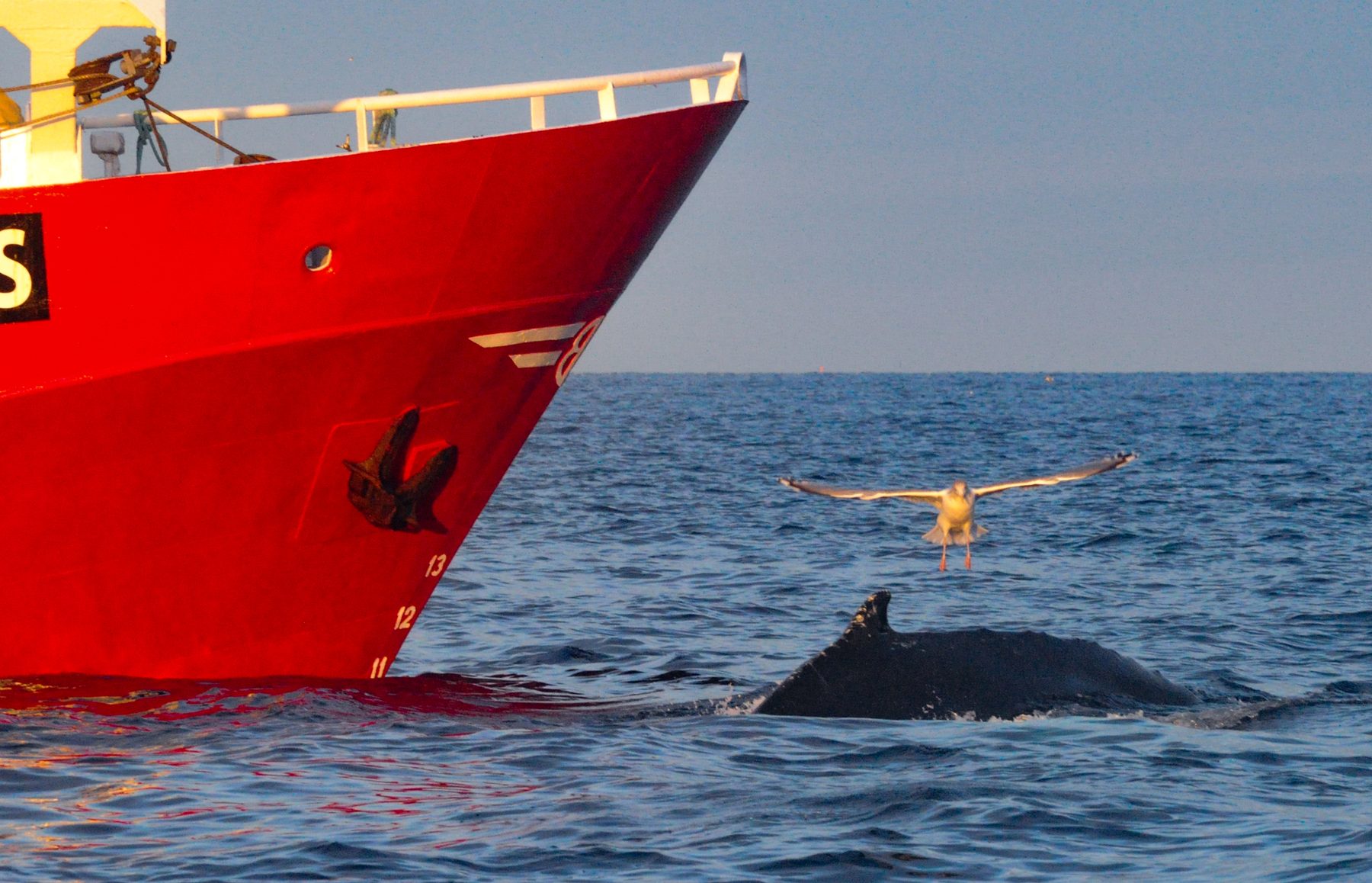 Humpback whale at the bow