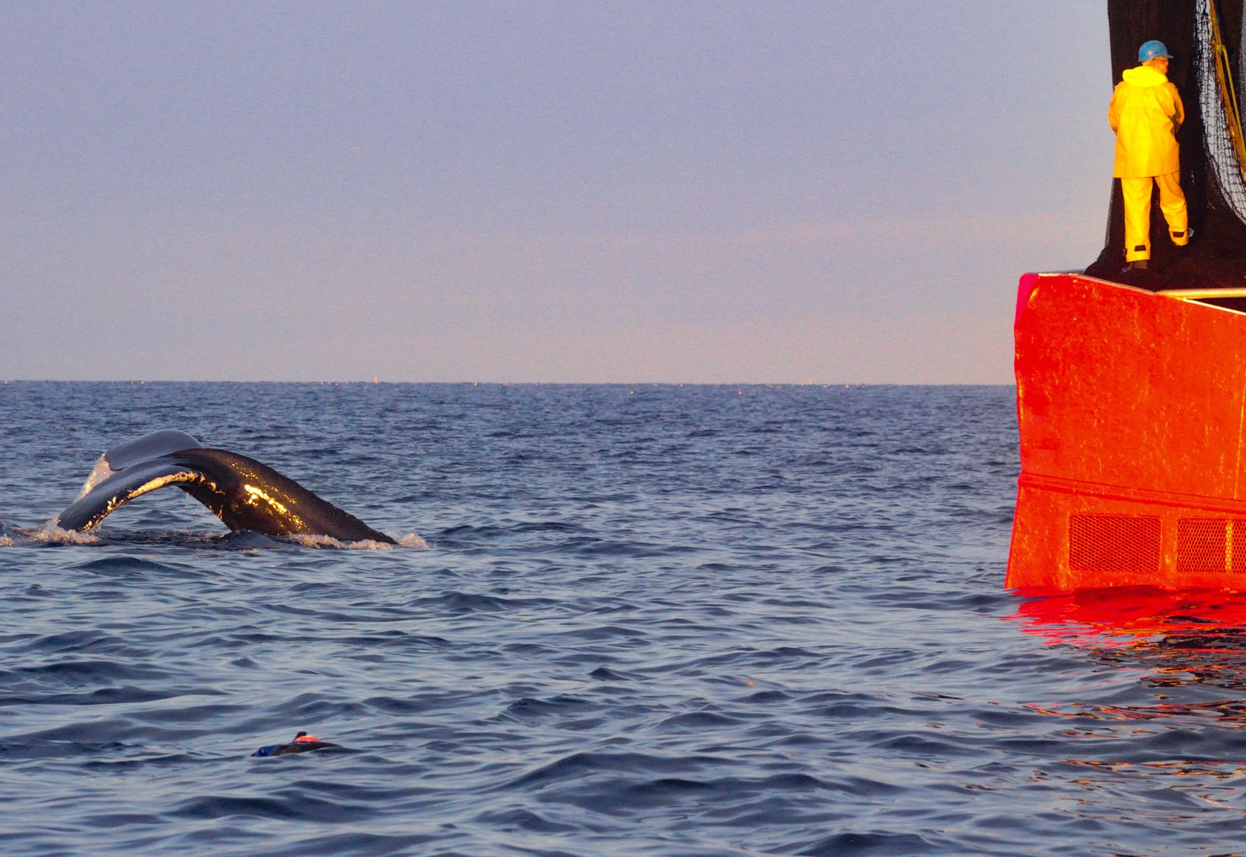Humpback whale checking out fishing catch
