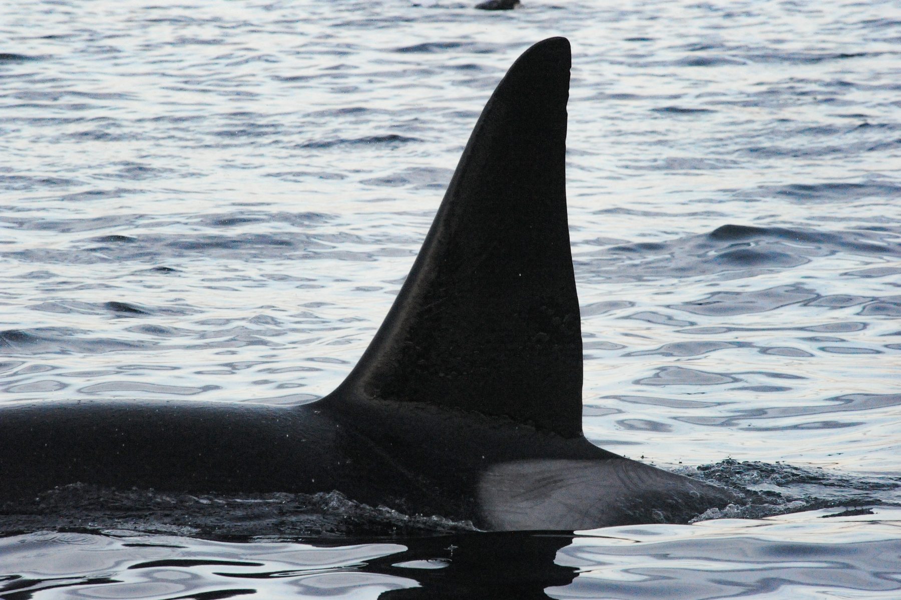 Killer whale male