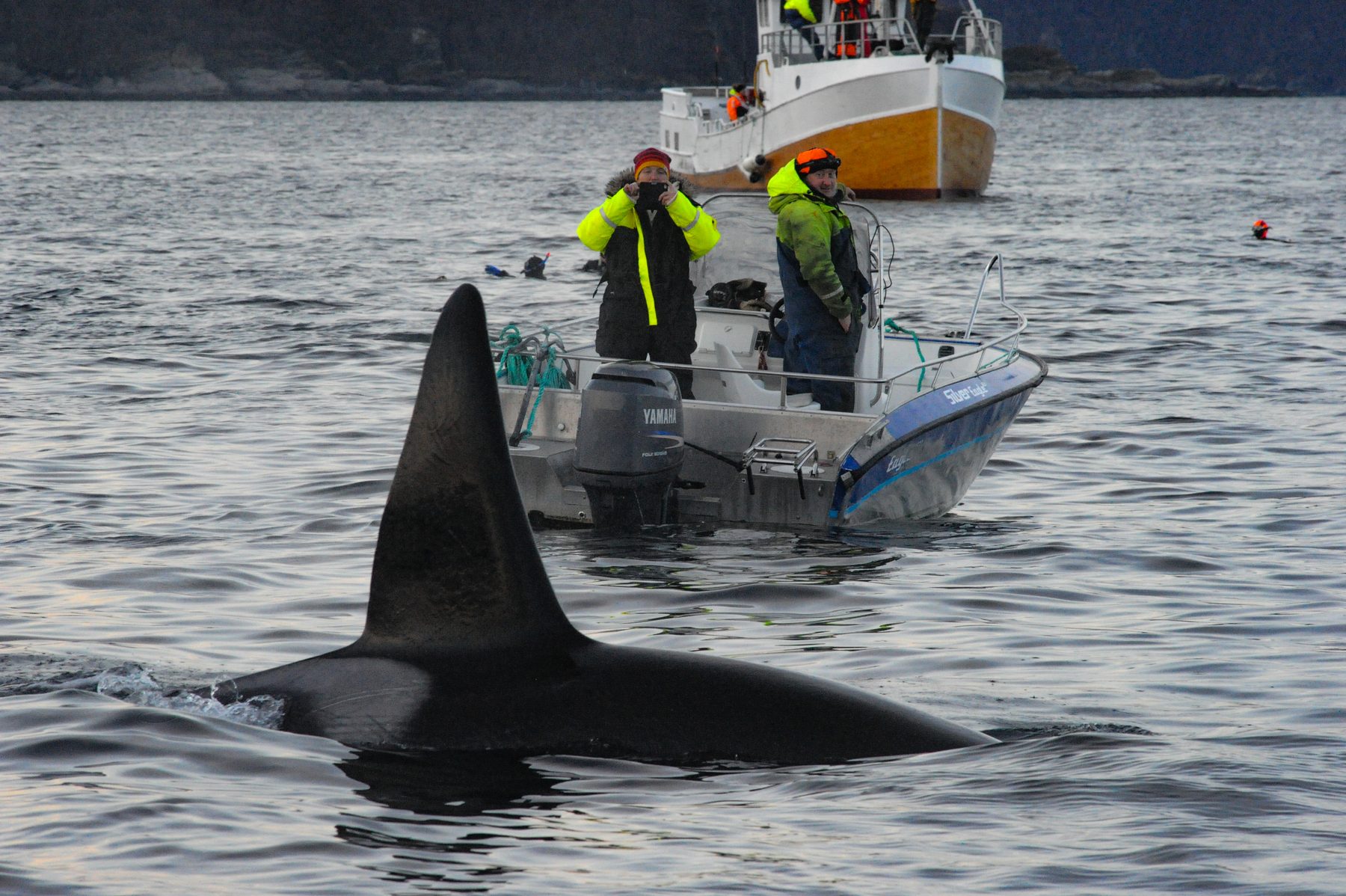 Killer whale male whale watching