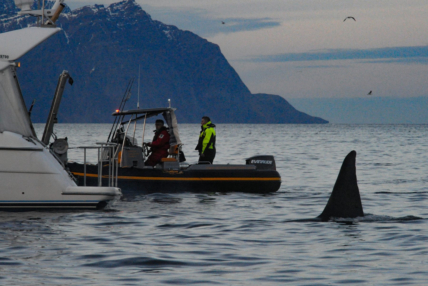 Killer whale and whale watchers
