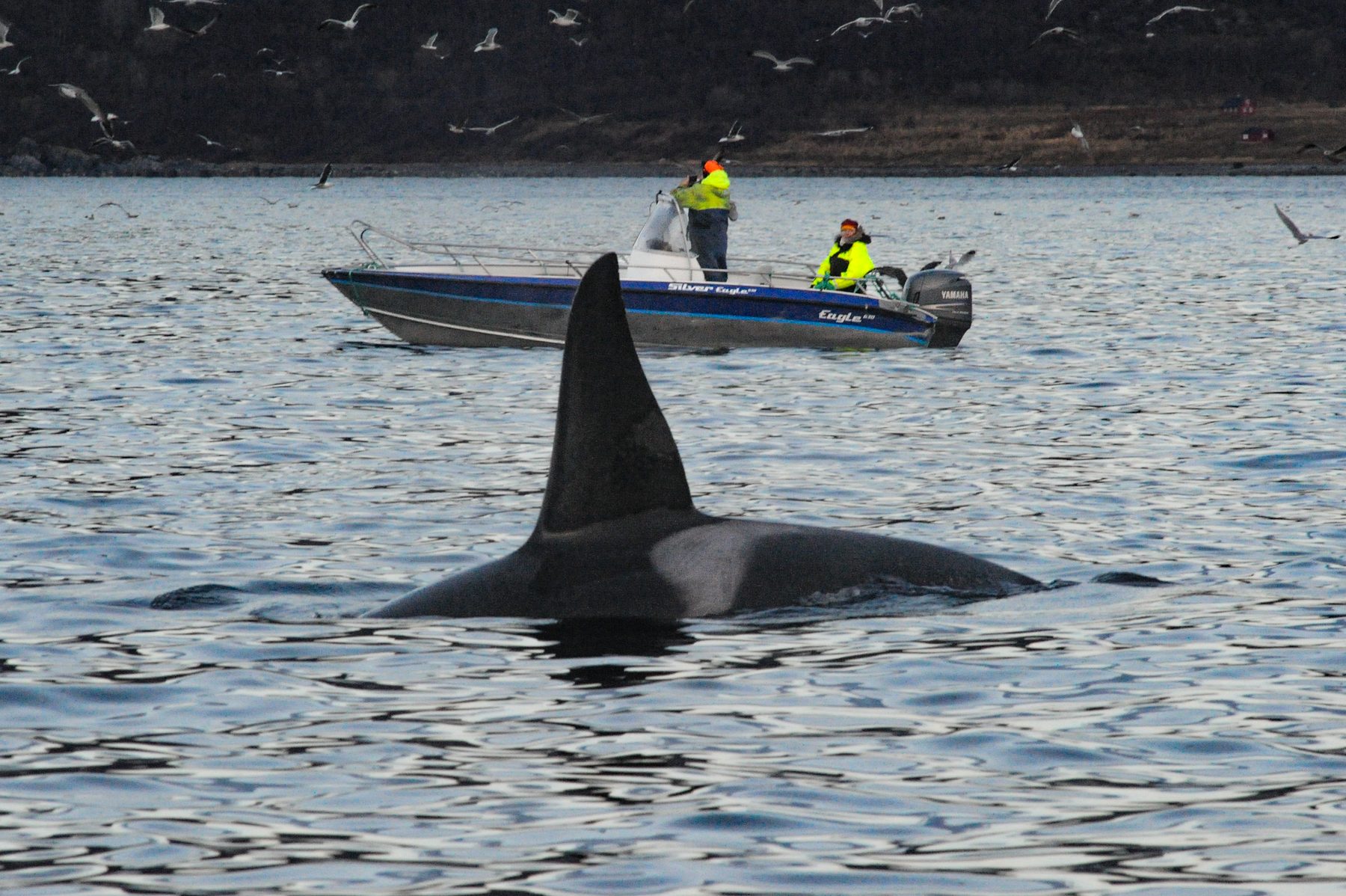 Killer whale and spectators