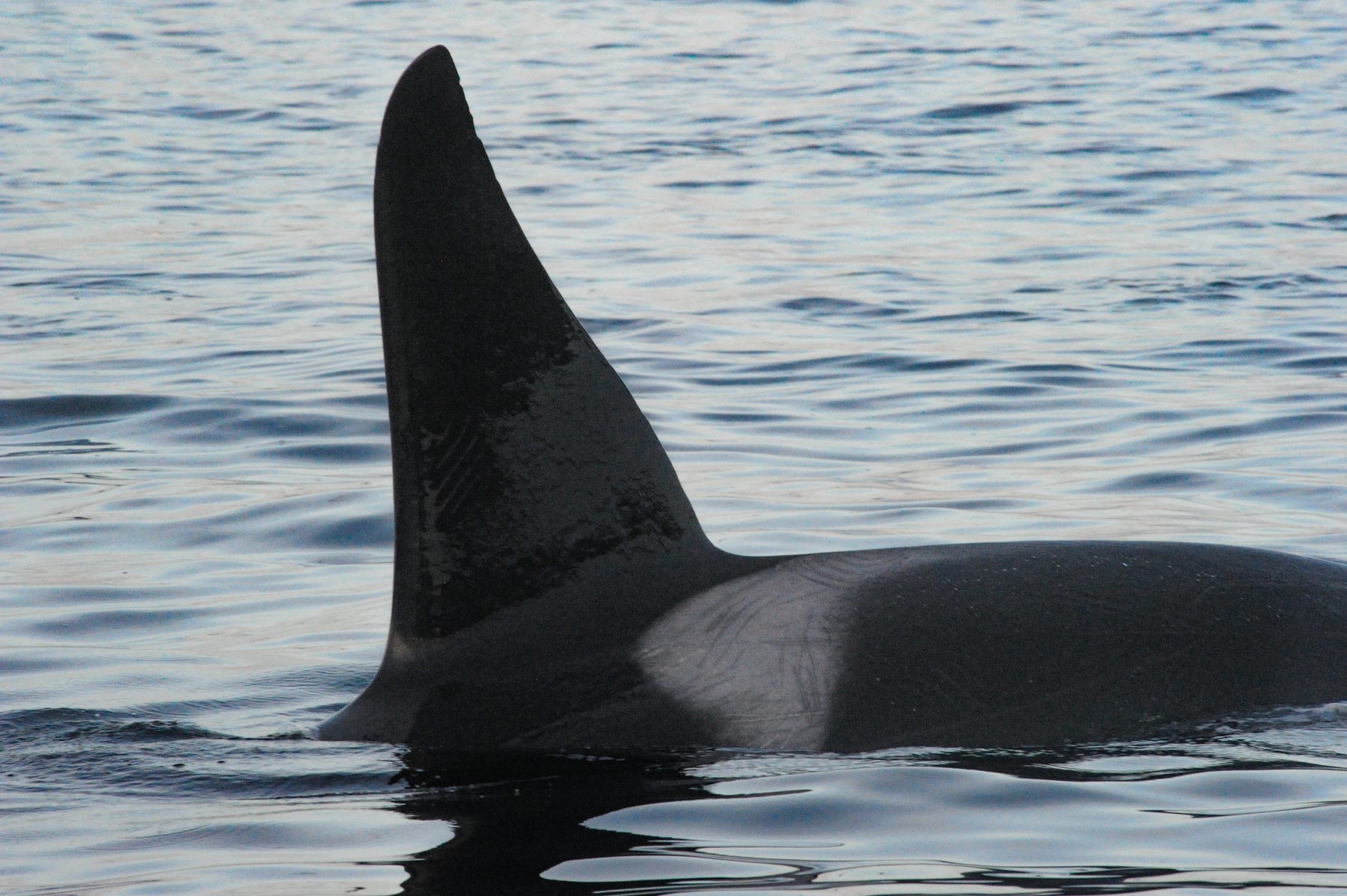 Killer whale male
