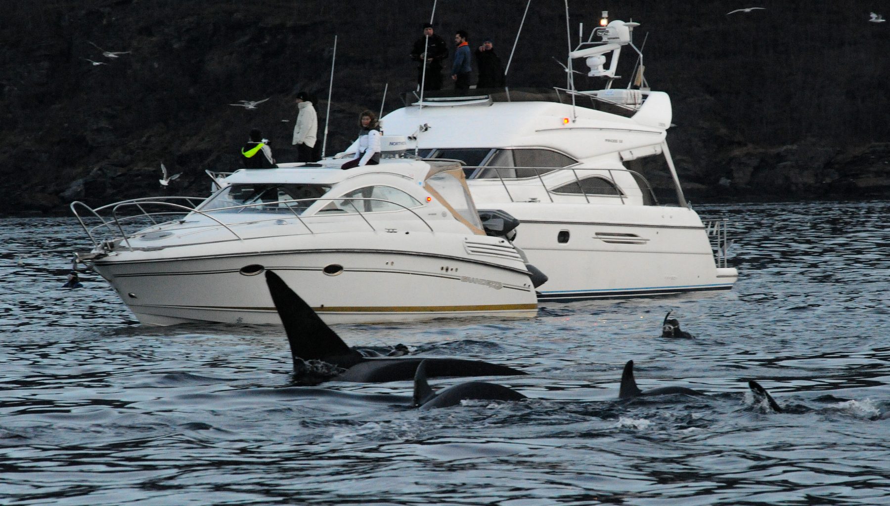 Killer whale group and boats