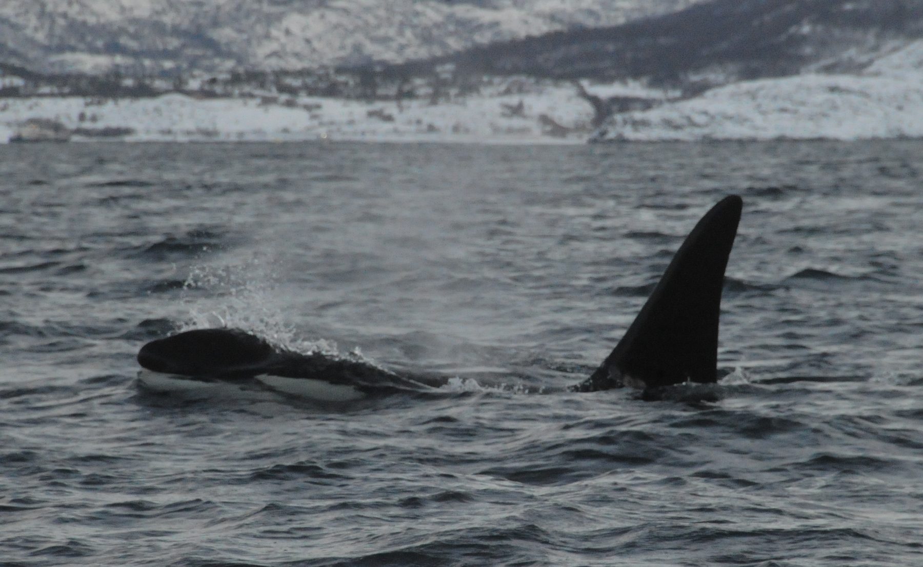 Killer whale male