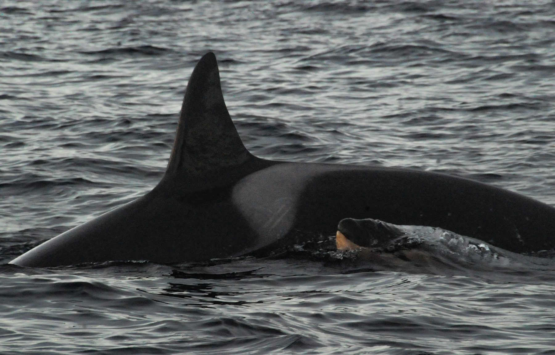 Killer whale mother with calf