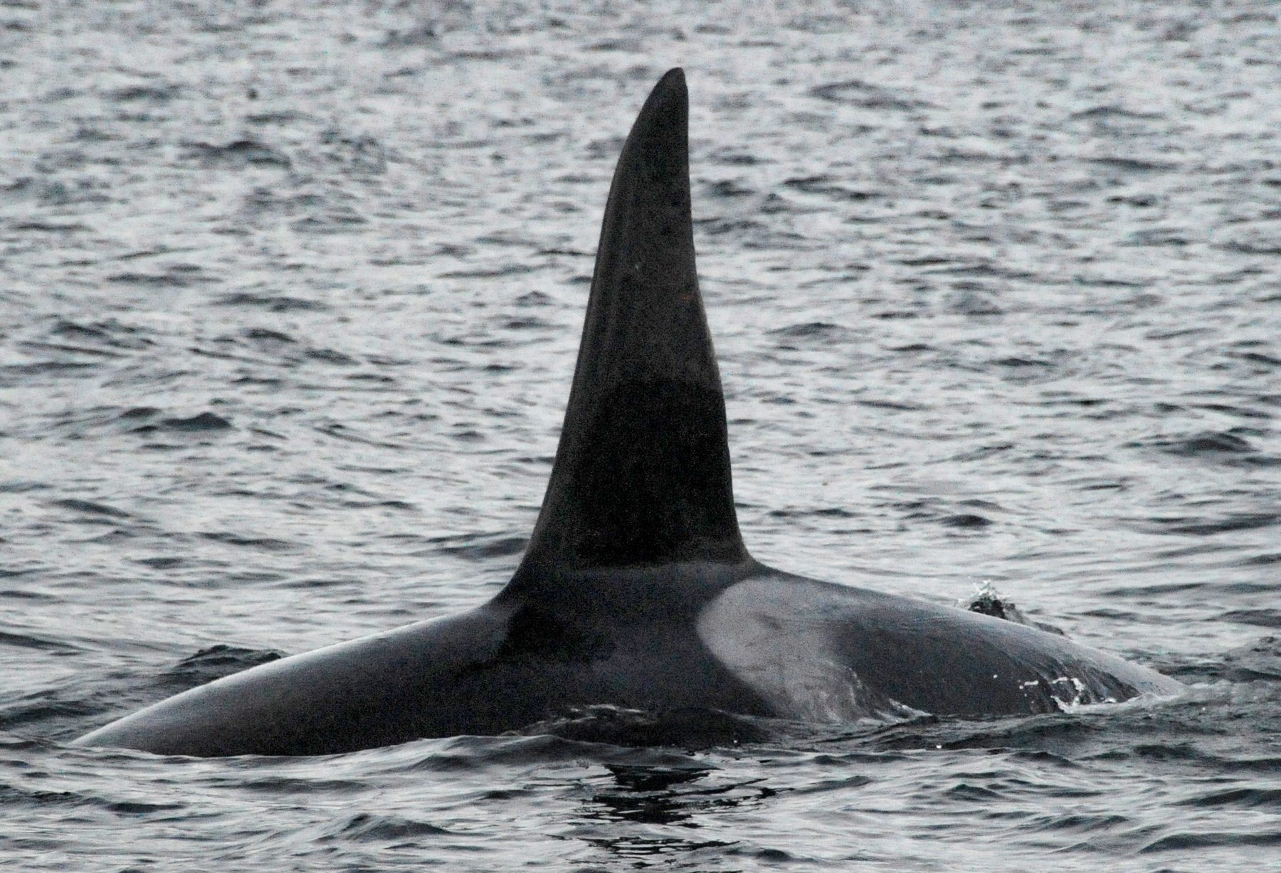 Killer whale male