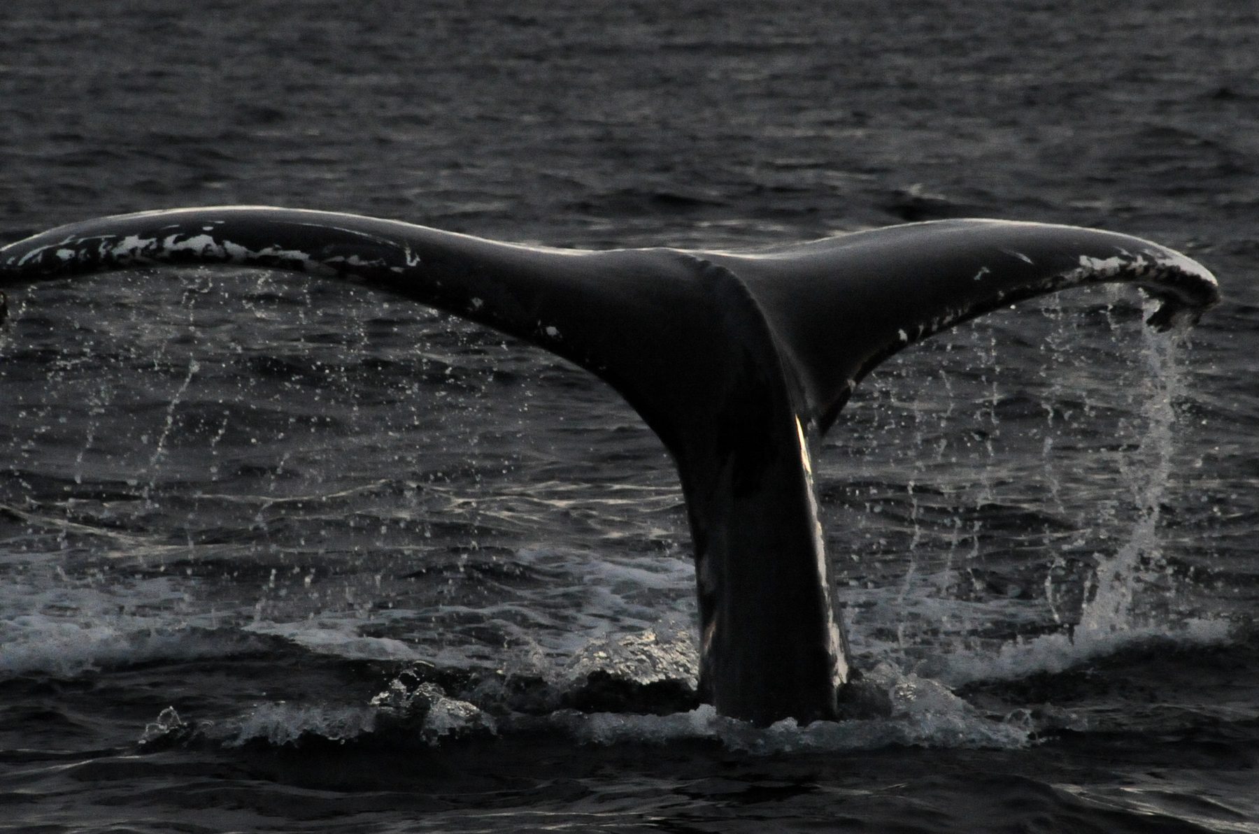Humpback whale diving