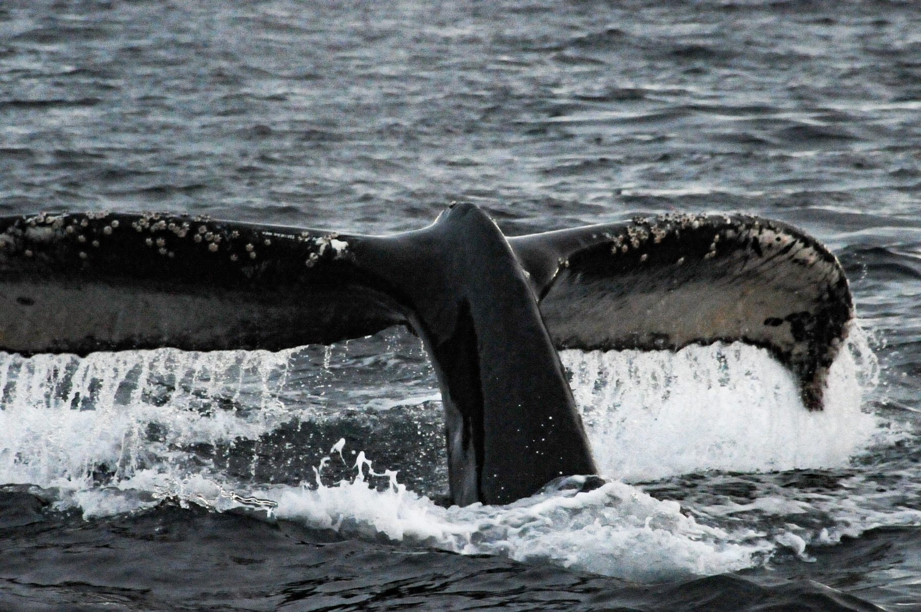 Humpback whale diving