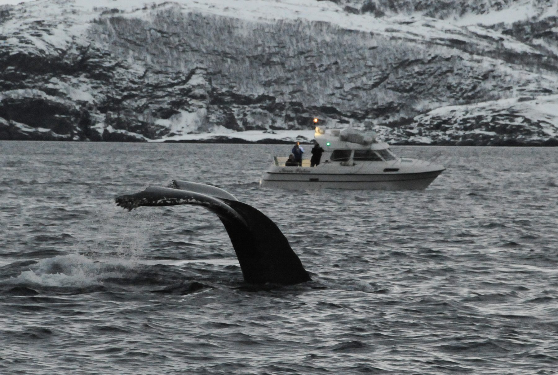 Humpback whale diving with boat