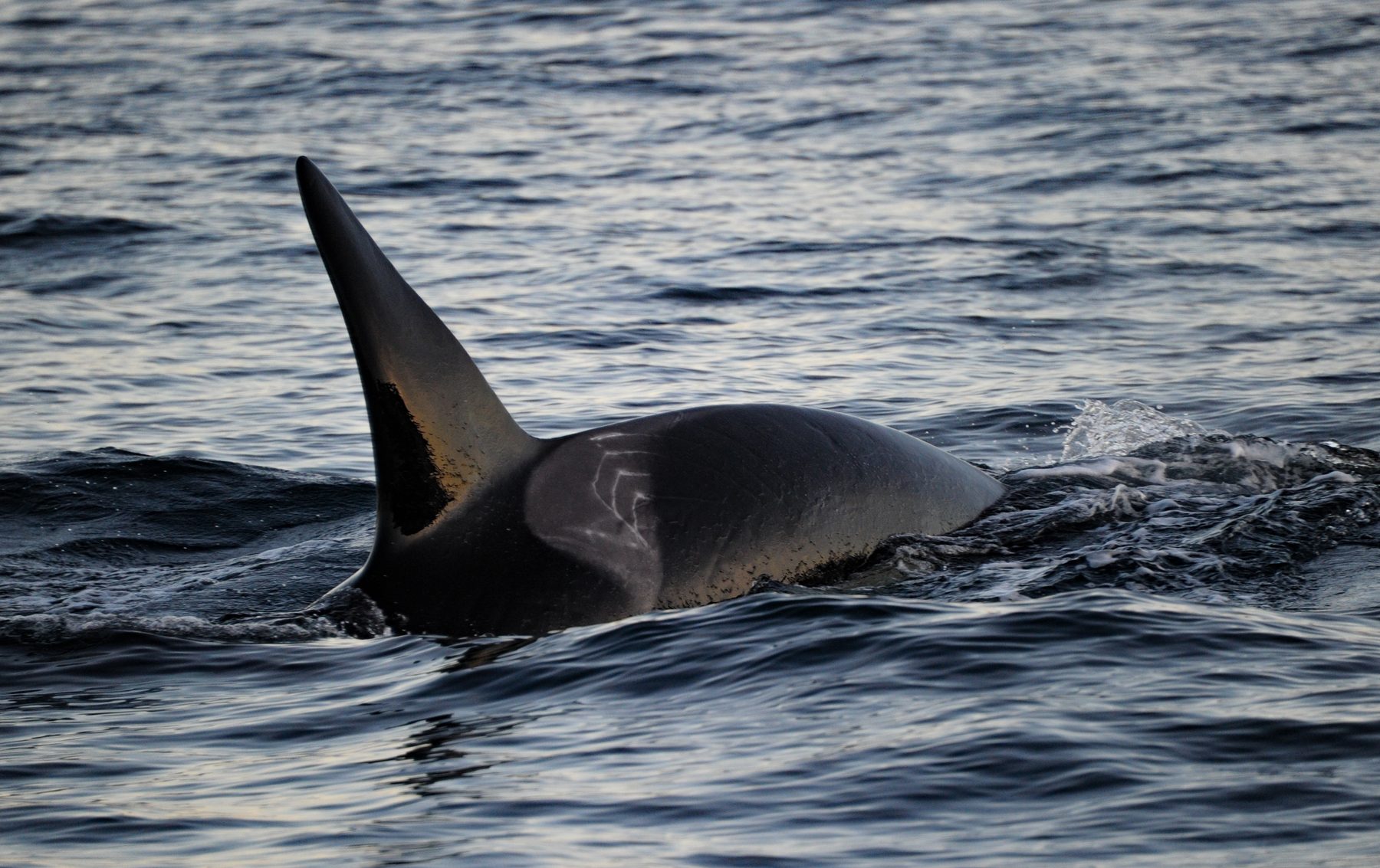 Natural markings on a killer whale male