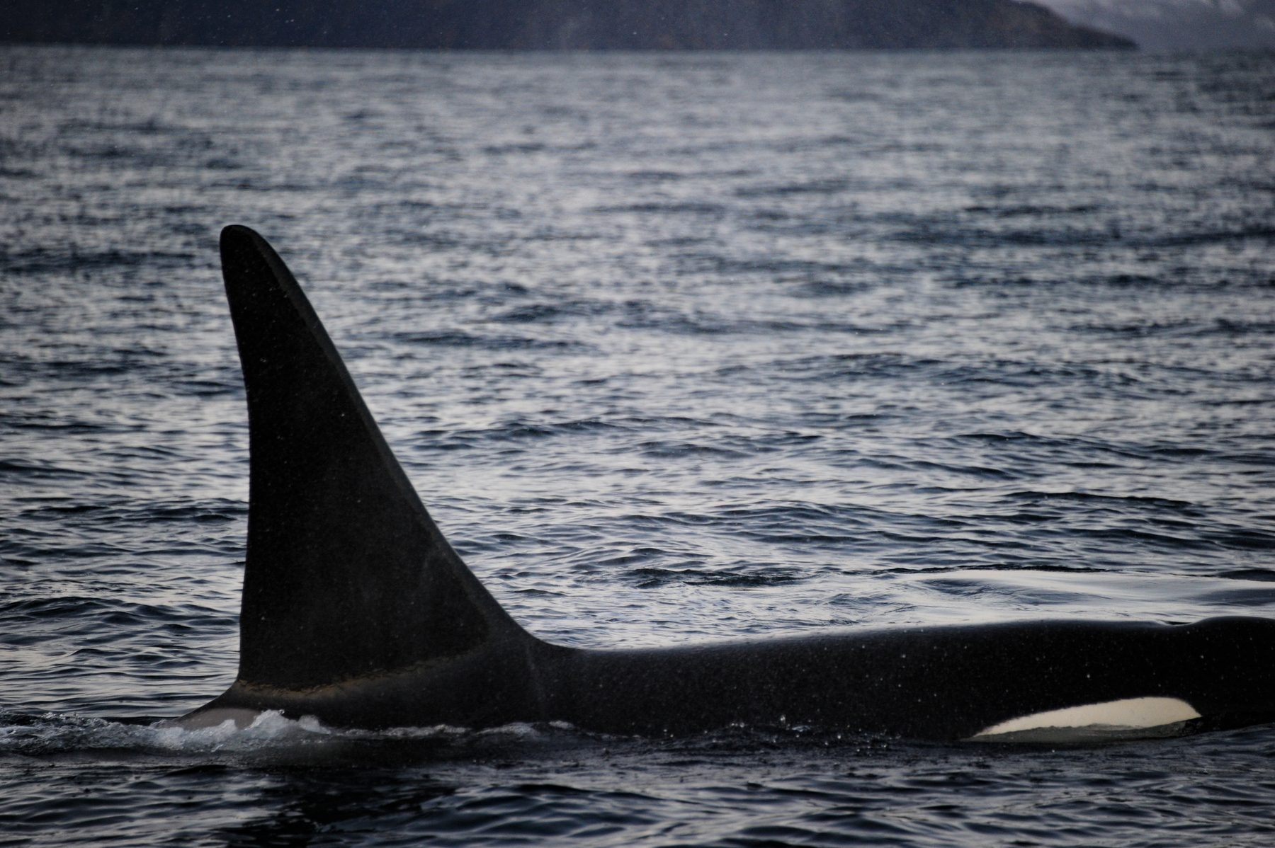 Killer whale male