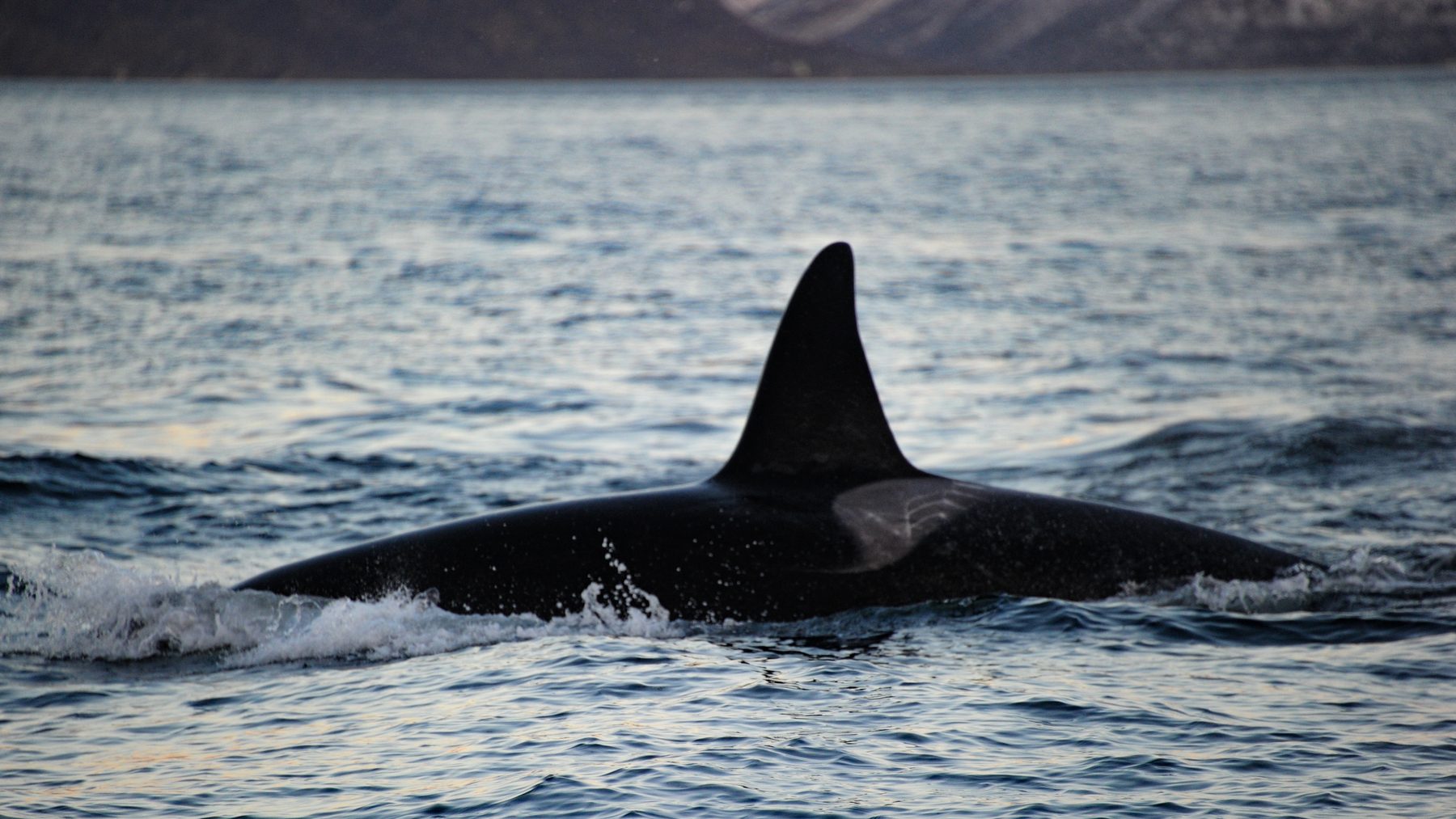 Killer whale male
