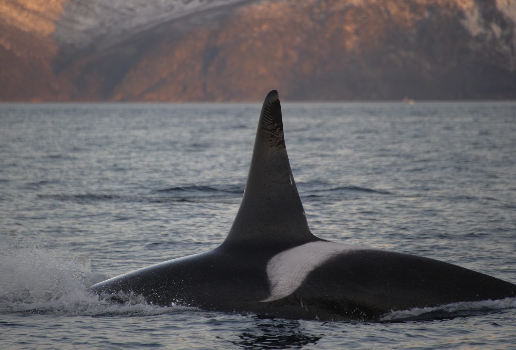 Killer whale male