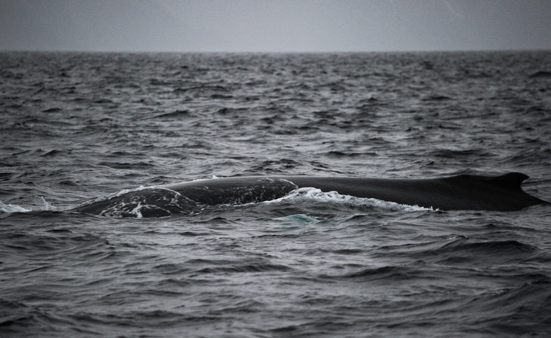 Humpback whale floating