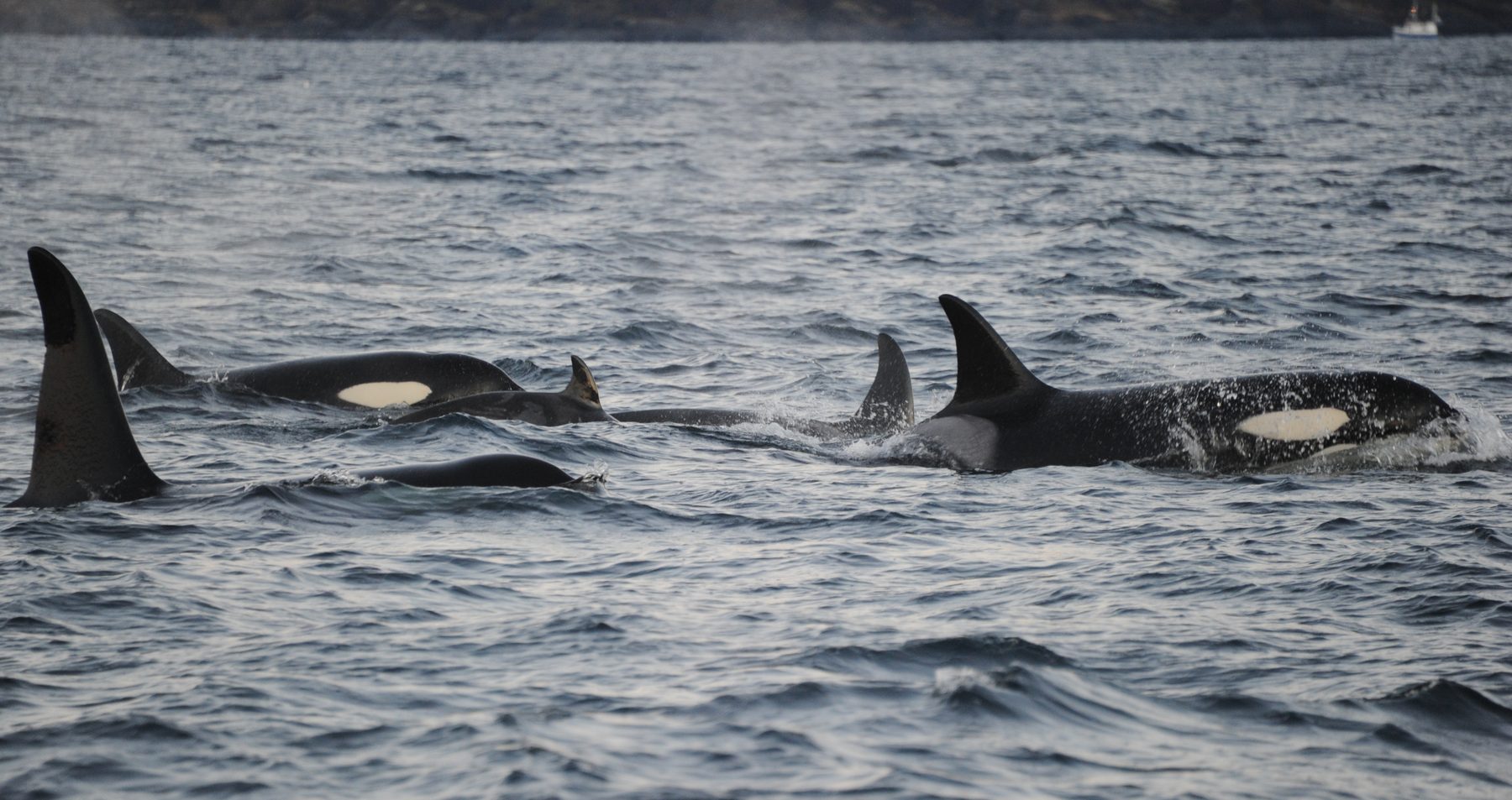 Killer whale group